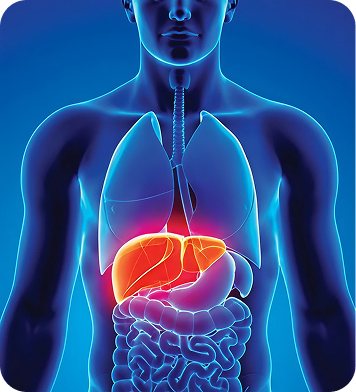 Main Liver Image